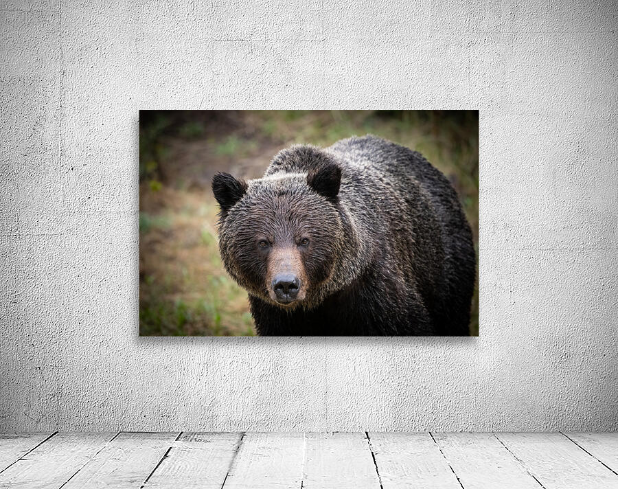 Grizzly Boar Wall Preview