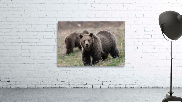Grizzly Siblings Wall Preview