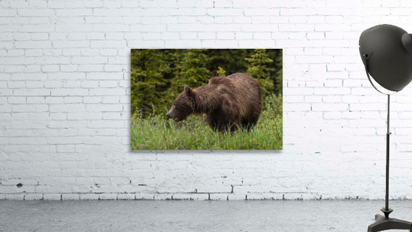 Grizzly Sow Wall Preview