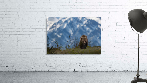 Grizzly Boar Wall Preview
