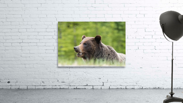 Grizzly Boar Wall Preview