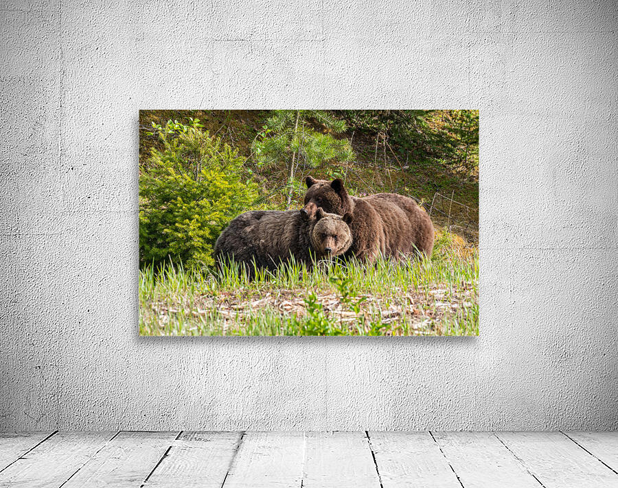 Grizzly Sow with Cub Wall Preview