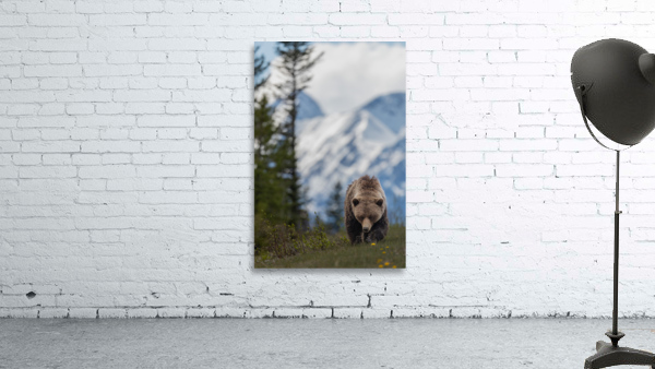 Grizzly Boar Wall Preview
