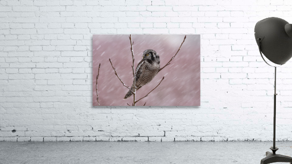 Northern Hawk Owl Wall Preview