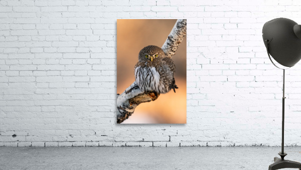 Northern Pygmy Owl Wall Preview