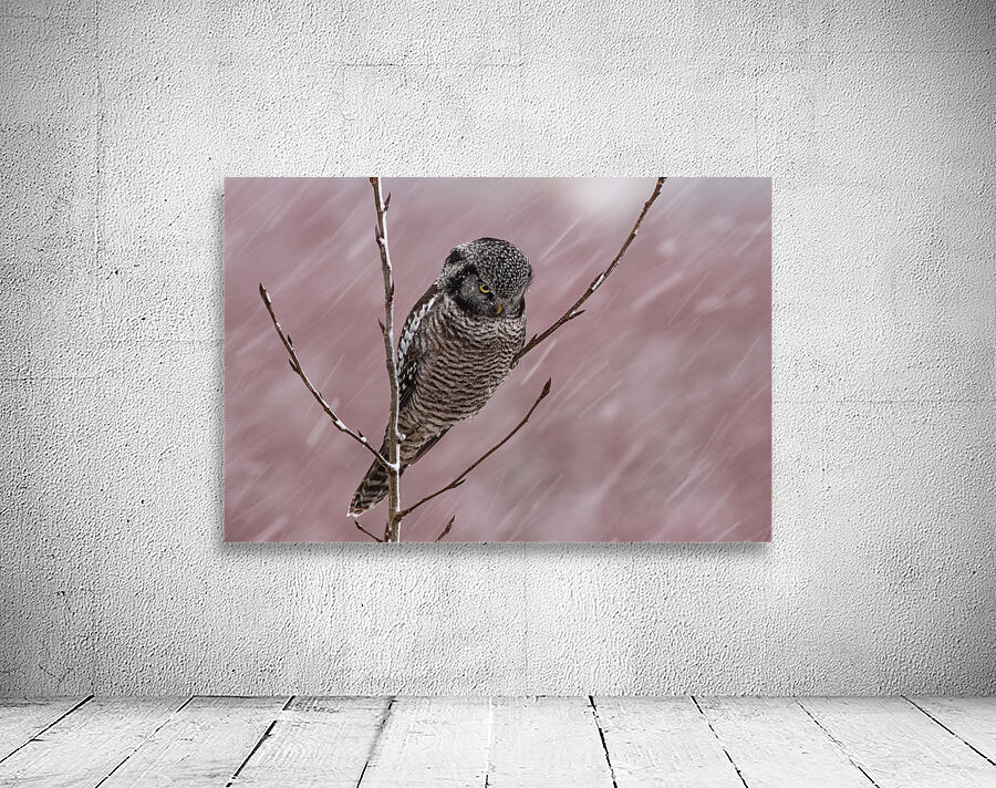 Northern Hawk Owl Wall Preview