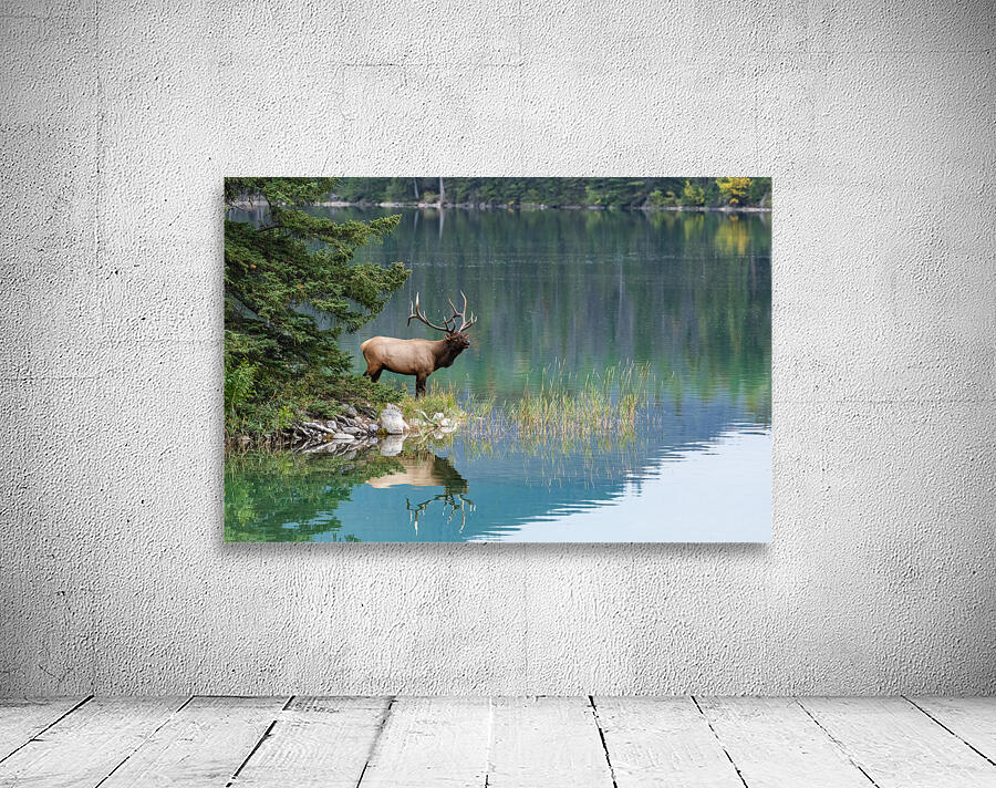 Bull Elk Wall Preview