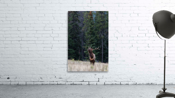 Bull Elk Wall Preview