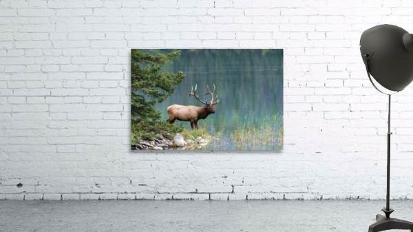 Bull Elk Wall Preview