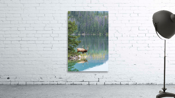 Bull Elk Wall Preview