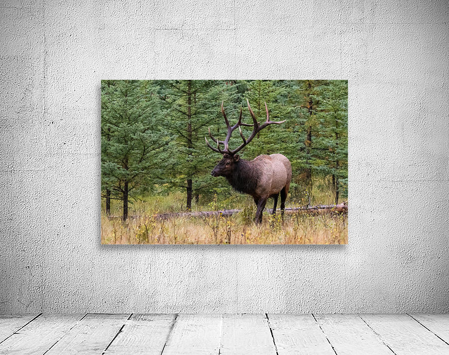 Bull Elk Wall Preview