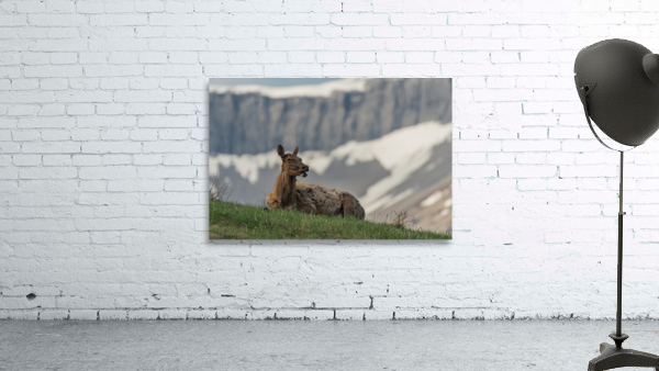 Cow Elk Wall Preview