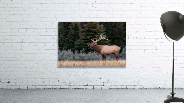 Bull Elk Wall Preview
