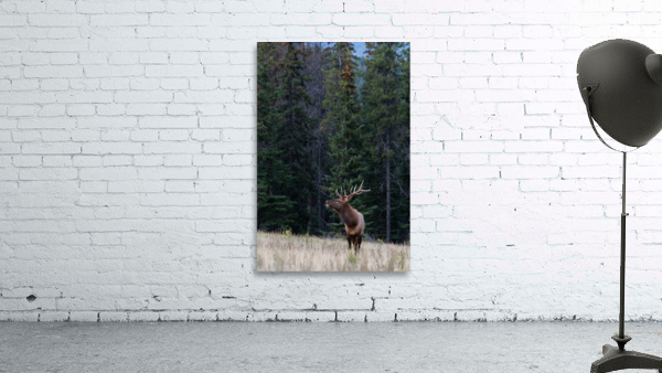 Bull Elk Wall Preview