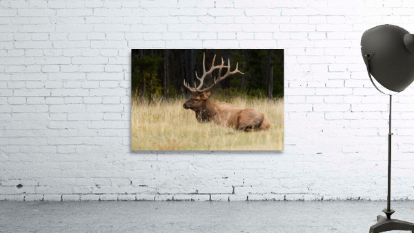 Bull Elk Wall Preview