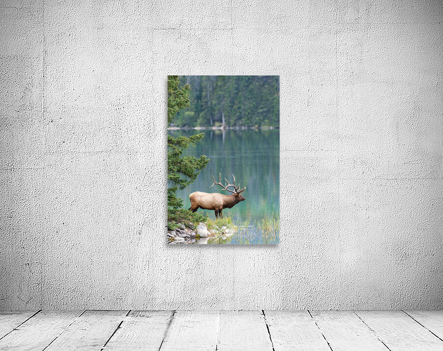 Bull Elk Wall Preview
