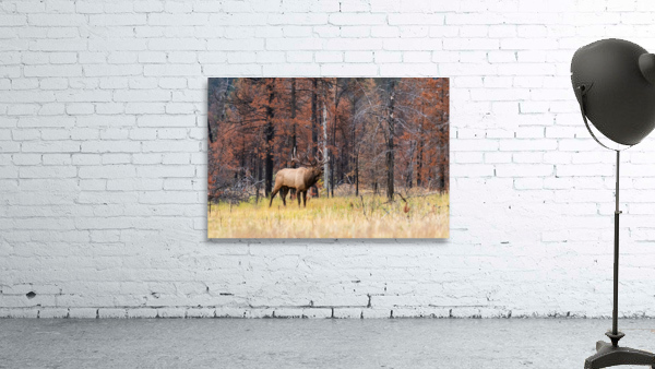 Bull Elk Wall Preview