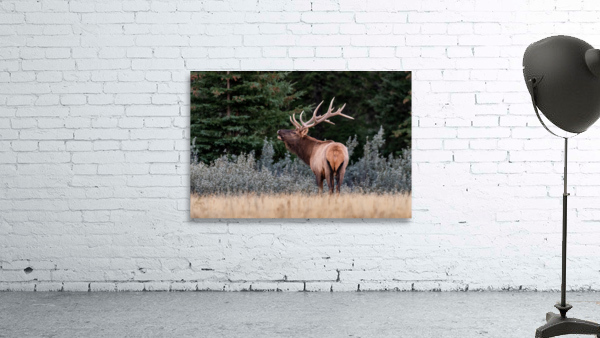 Bull Elk Wall Preview