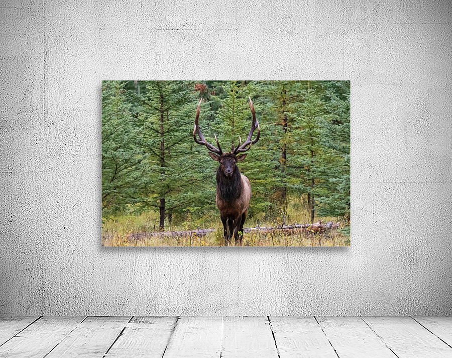 Bull Elk Wall Preview