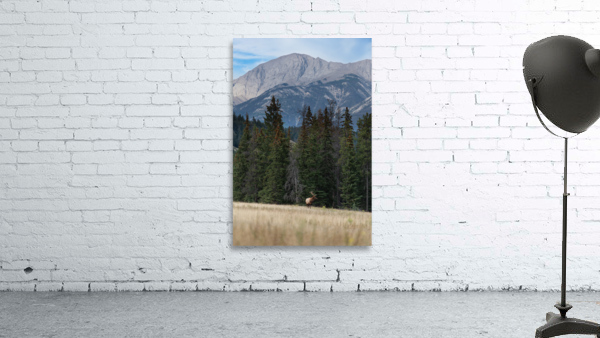 Bull Elk Wall Preview