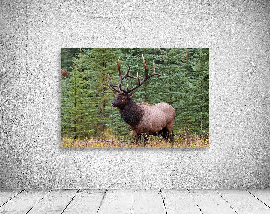 Bull Elk Wall Preview