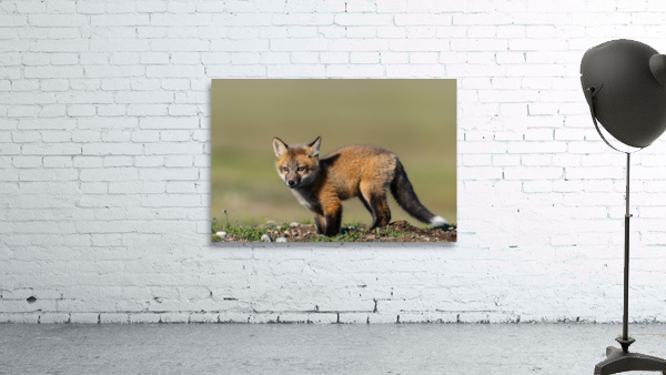 Red Fox Kit Wall Preview