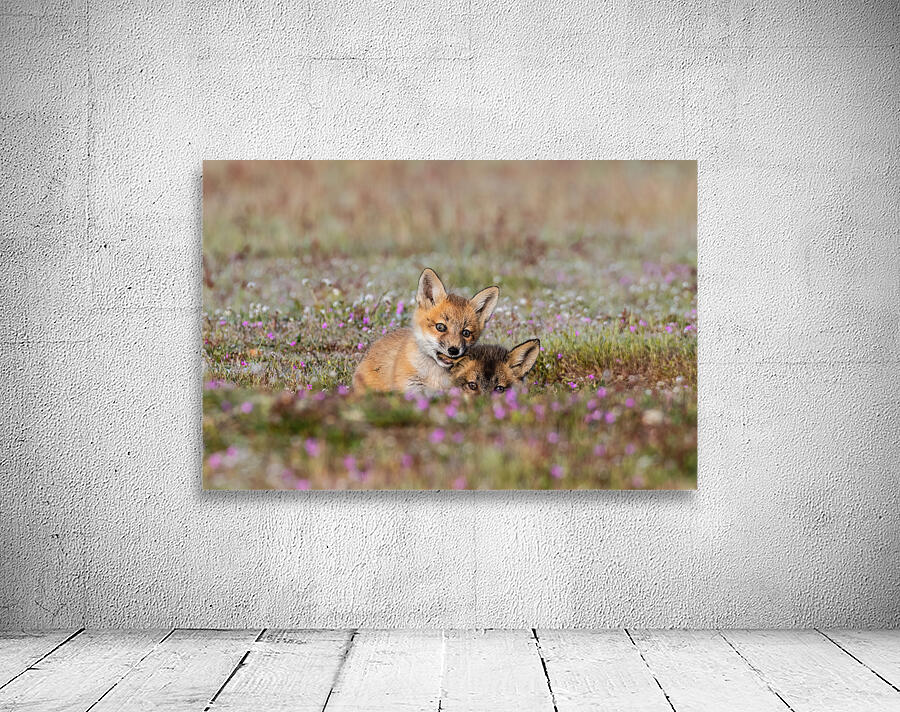 Red Fox Kits Wall Preview