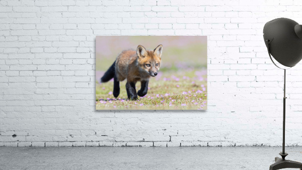 Red Fox Kit Wall Preview