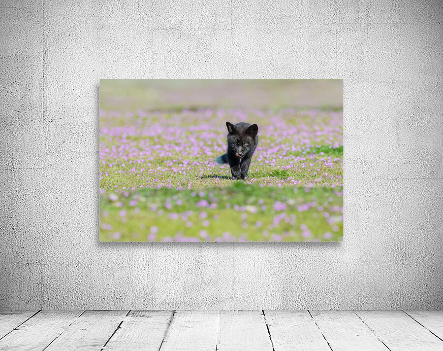 Red Fox Kit Wall Preview