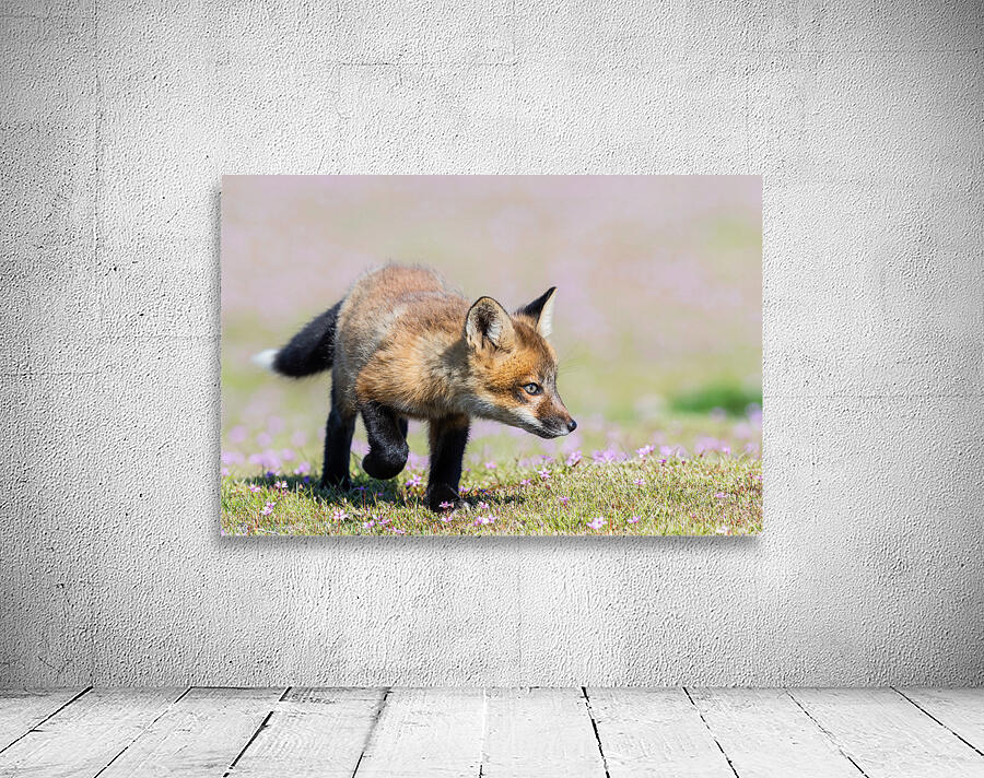 Red Fox Kit Wall Preview