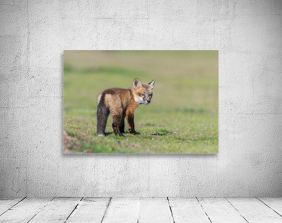 Red Fox Kit Wall Preview
