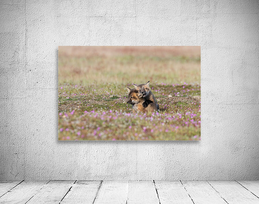 Red Fox Kits Wall Preview