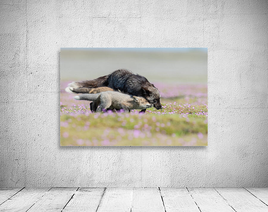 Red Fox with Kits Wall Preview