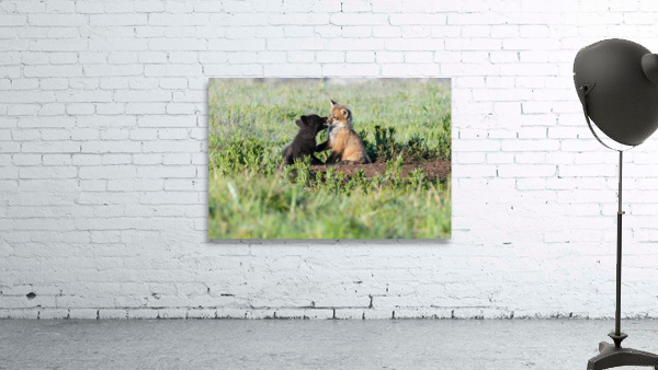 Red Fox Kits Wall Preview