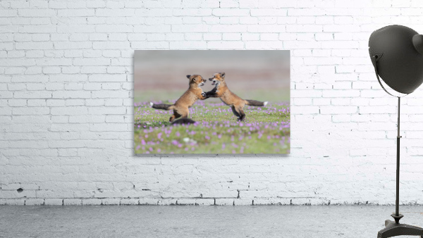 Red Fox Kits Wall Preview