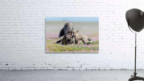 Red Fox with Kits Wall Preview