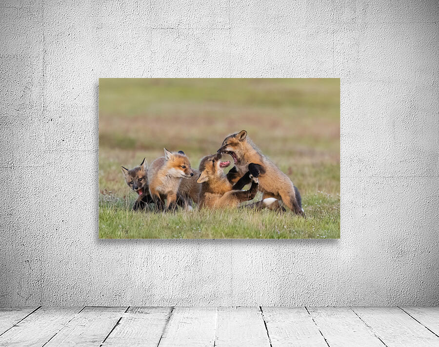 Red Fox Kits Wall Preview