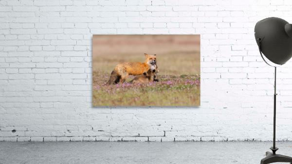 Red Fox with Kits Wall Preview
