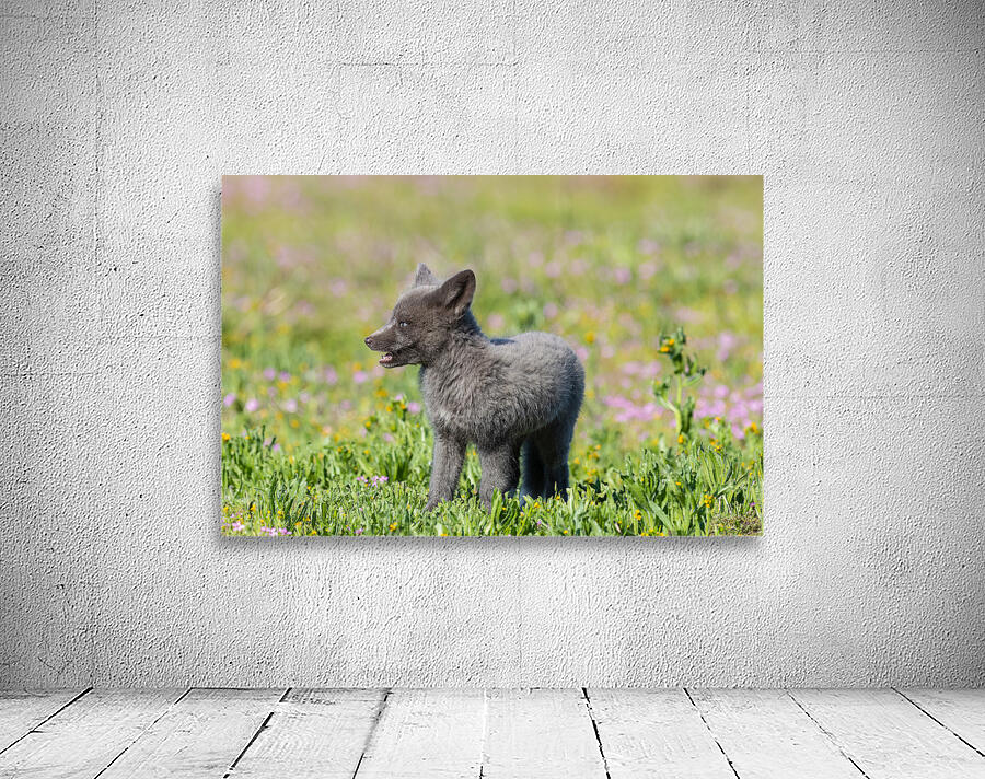 Red Fox Kit Wall Preview