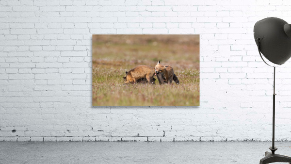 Red Fox Kits Wall Preview