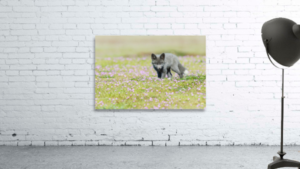 Red Fox Kit Wall Preview