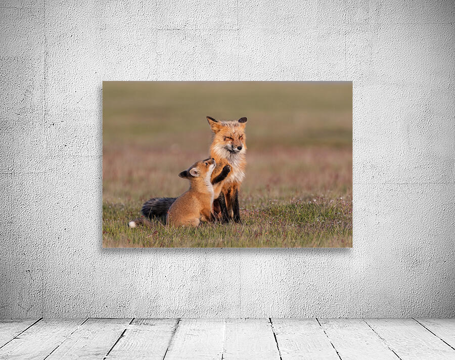 Red Fox with Kit Wall Preview