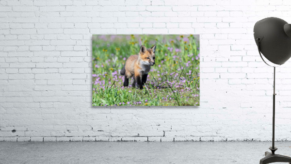 Red Fox Kit Wall Preview