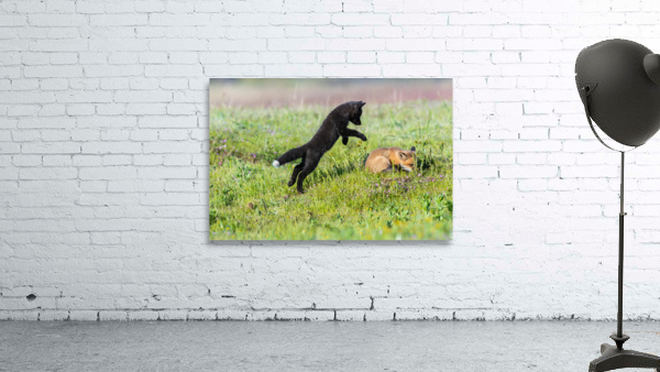 Red Fox Kits Wall Preview