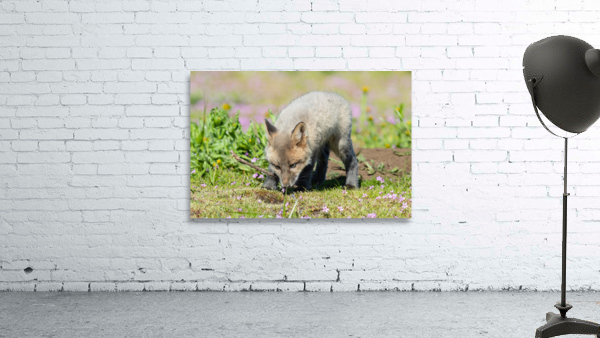 Red Fox Kit Wall Preview