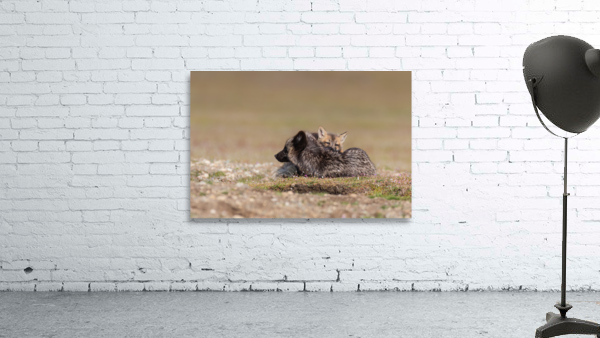 Red Fox with Kit Wall Preview