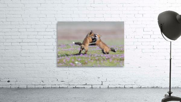 Red Fox Kits Wall Preview