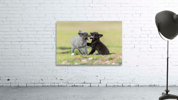 Red Fox Kits Wall Preview