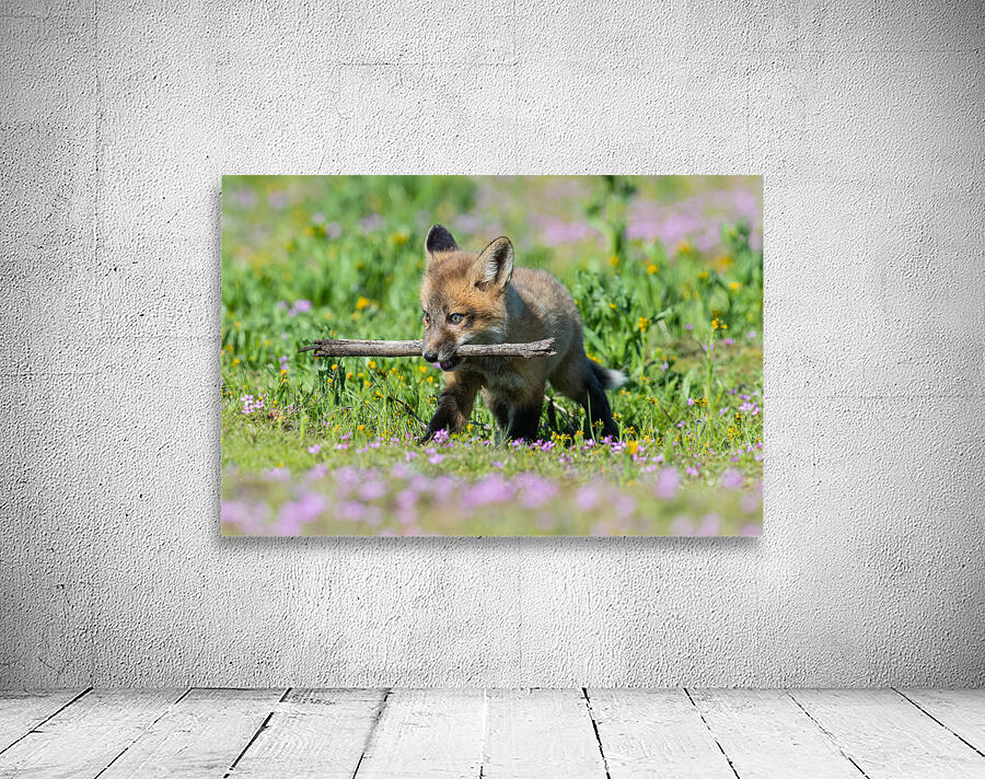 Red Fox Kit Wall Preview