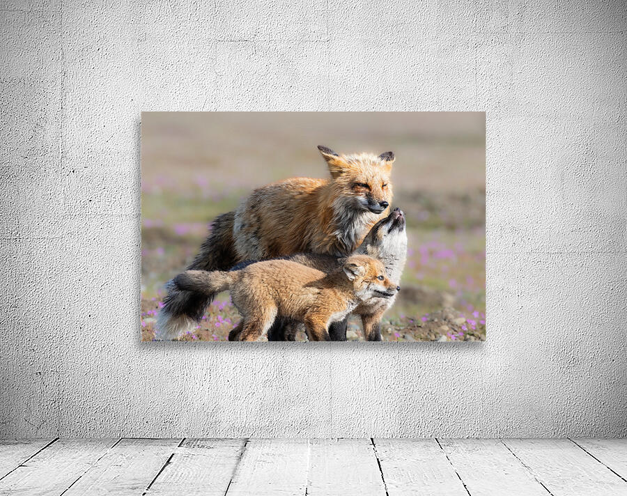 Red Fox with Kits Wall Preview